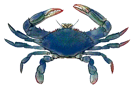 Blue crab image
