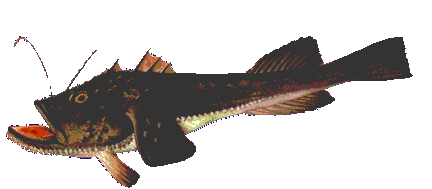 Monkfish image