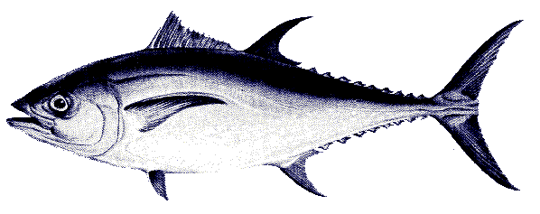 Tuna image
