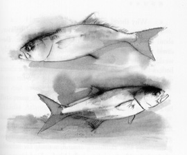 Bluefish drawing from the book