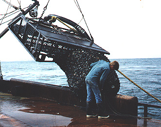 A clam dredge coming onboard