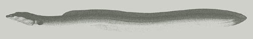 Image of an American Eel