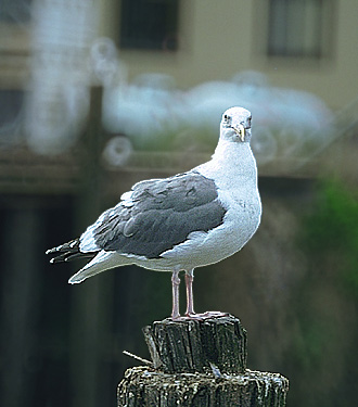 Photo of gull on piling in Fort Bragg, CA