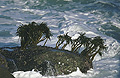 Link to sea palm image